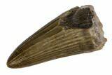 Jurassic Crocodile (Goniopholis?) Tooth - Colorado #152080-1